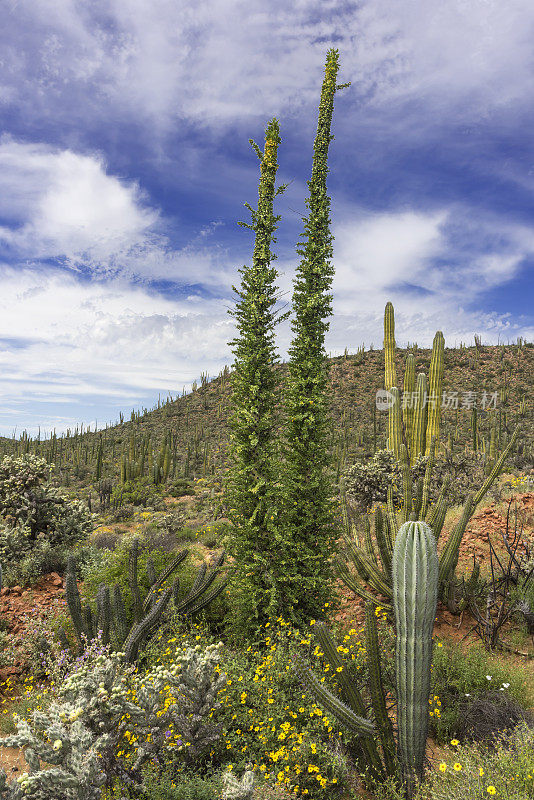 Spring Panoply of Chain Cholla, Cardón Cactus, Boojums in Baja California